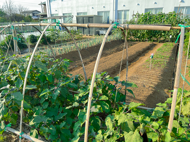 農家の方の力作の柵